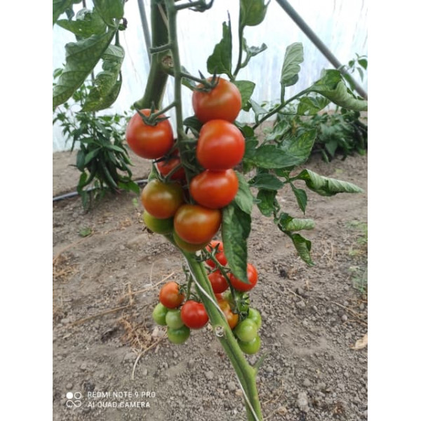 Pomidorki cherry / koktajlowe 0,5 kg